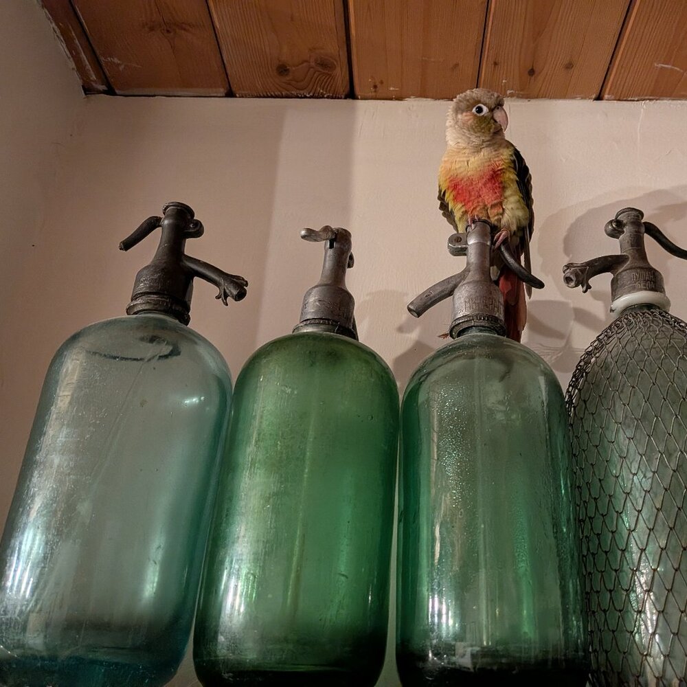 Meet your Posher, Lisa